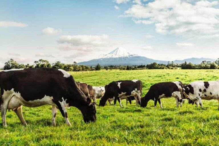 Mengenal Susu Grass-fed, Solusi Pemenuhan Kebutuhan Nutrisi Orang Dewasa