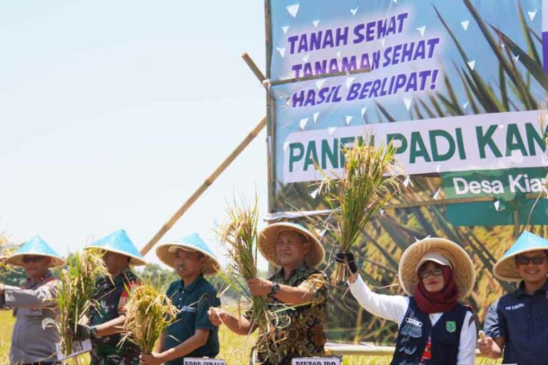 Kampung Inovasi IPB Subang Gelar Panen Raya di Tengah Fenomena El Nino