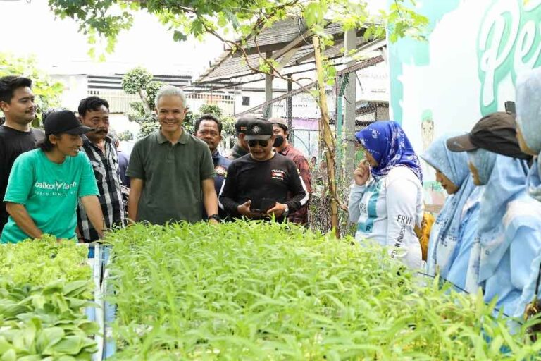 Ganjar Pranowo Panen Anggur dan Tanam Cabai bareng Petani Kota