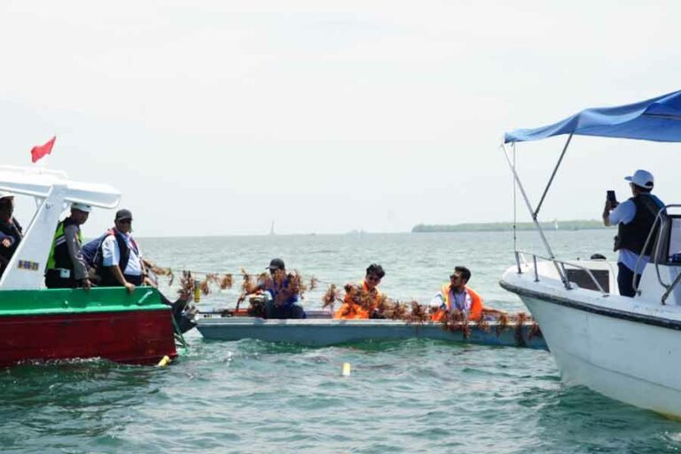 Badak LNG Dukung Pengembangan Destinasi Wisata dengan Panen Rumput Laut di Kampung Tihi-tihi