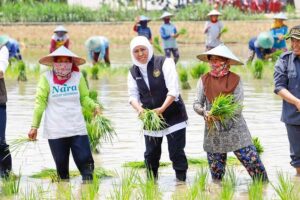 Gubernur Khofifah Puji Penggunaan Pupuk Organik dalam Penanaman Padi Varietas Inpari 32 di Tuban