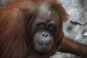Populasi Orangutan di Kalimantan Timur Meningkat 17 Persen Berkat Pengelolaan Hutan Lestari Ilustrasi orangutan (foto: Niklas Jeromin, pexels)
