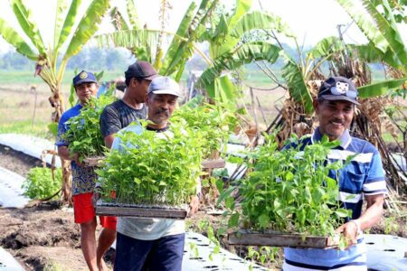 Pemkot Surabaya Gencarkan Penanaman Satu Juta Bibit Cabai untuk Kendalikan Inflasi Kegiatan penanaman cabai bersama kelompok tani di Kelurahan Bangkingan Kecamatan Lakarsantri, Surabaya