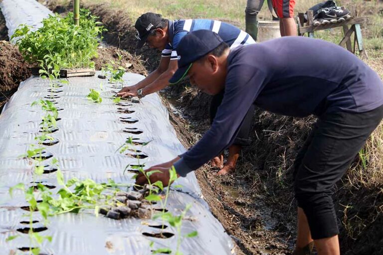 Kegiatan penanaman cabai bersama kelompok tani di Kelurahan Bangkingan Kecamatan Lakarsantri, Surabaya