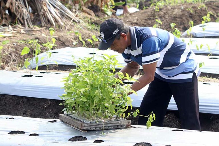Kegiatan penanaman cabai bersama kelompok tani di Kelurahan Bangkingan Kecamatan Lakarsantri, Surabaya