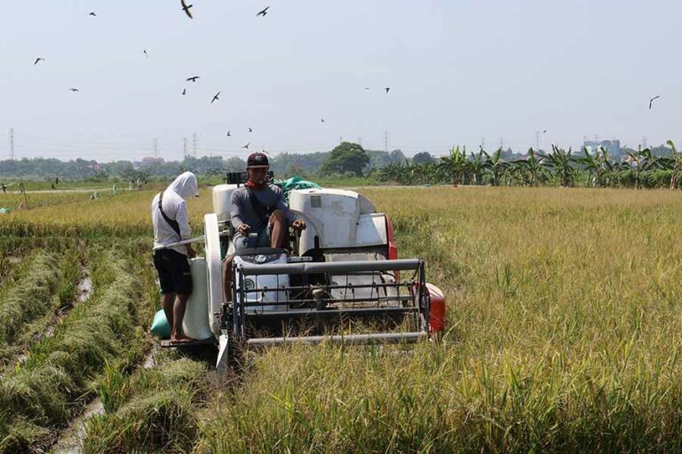 Pemkot Surabaya dan Poktan Sri Sedono Panen Padi untuk Jaga Ketahanan Pangan