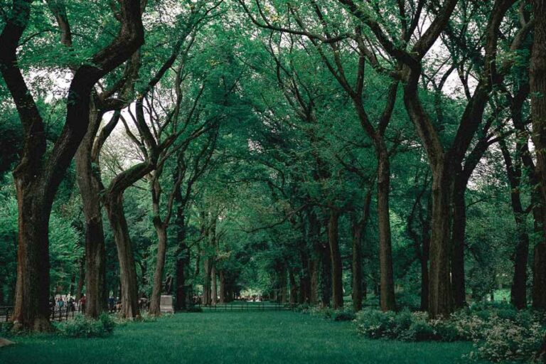 Peneliti Unair: Carbon Capture Storage Butuh Regulasi dan Strategi yang Tepat Ilustrasi lingkungan dengan pepohonan rindang yang menyehatkan (foto: Luis Dalvan, pexels)