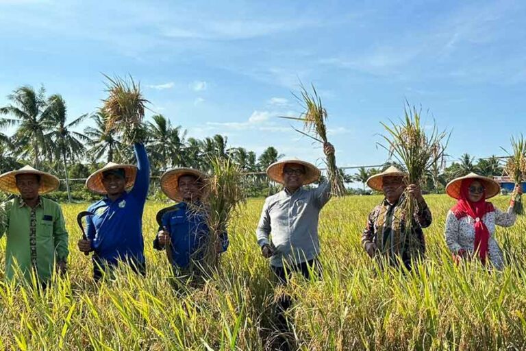 Kolaborasi CSR Pertamina Hulu Mahakam Hasilkan Panen Raya Perdana Pertanian Organik di Kutai Kartanegara
