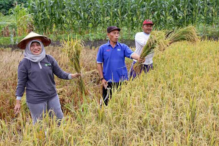 Pemkot Surabaya dan Kelompok Tani Kelurahan Made Gelar Panen Raya Padi