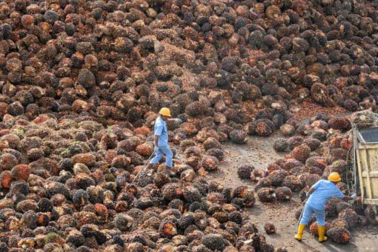 ANJ Tutup Tahun 2023 dengan Peningkatan Produksi TBS 4,8 Persen YoY