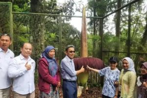 Mantan Wapres RI Saksikan Langsung Mekarnya Bunga Bangkai di Kebun Raya Cibodas