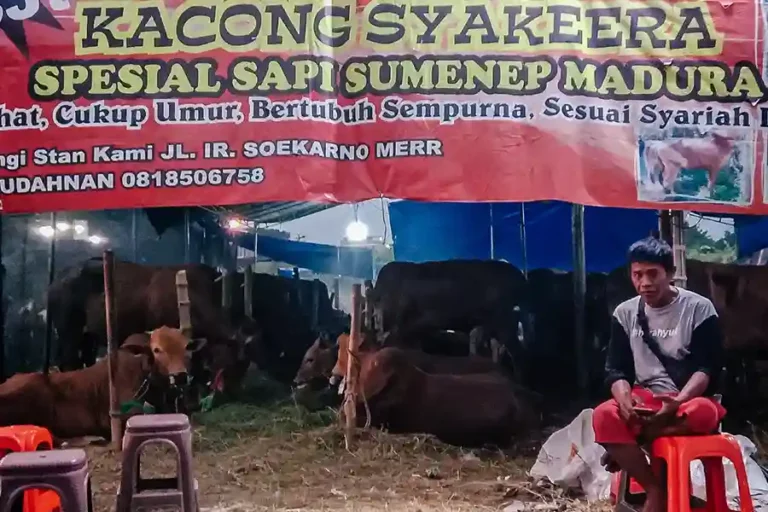 Sentra penjualan hewan qurban di Jl MERR, Surabaya (foto: Tiara Aydin Sava)