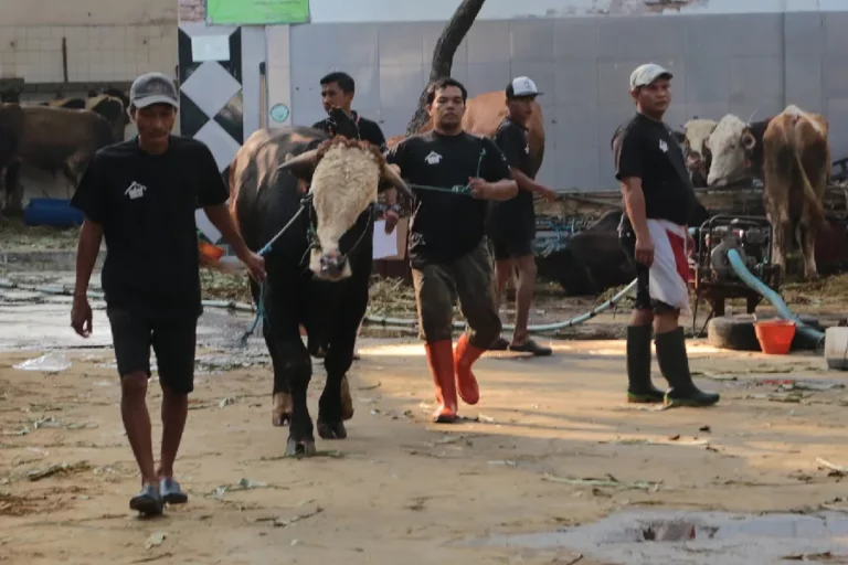 Jelang Idul Adha, Pakar Unair Berikan Tips Memilih Hewan Kurban yang Sehat dan Baik Suasana di PD RPH Kota Surabaya