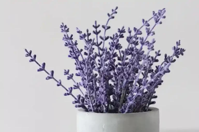 Tak Hanya Lavender, Tanaman Ini juga Teruji Ampuh Mengusir Nyamuk Tanaman lavender