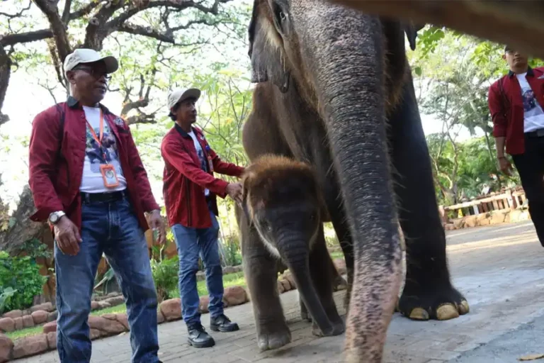 Rocky Balboa Mulai Diperkenalkan pada Pengunjung Kebun Binatang Surabaya Anak gajah Sumatera, Rocky Balboa, di Kebun Binatang Surabaya