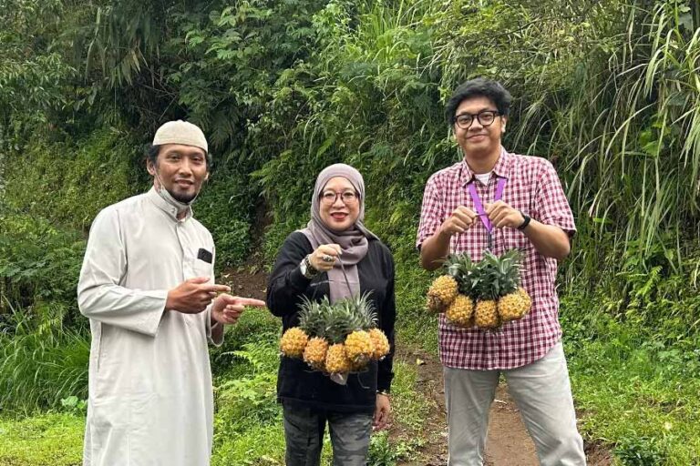 UMKM NanasQu Ekspor Nanas Purbalingga ke Pasar Global Lewat Kolaborasi dengan 900 Petani Lokal UMKM NanasQu ekspor nanas Purbalingga ke pasar global lewat kolaborasi dengan 900 petani lokal, didukung program TJSL Pertamina.