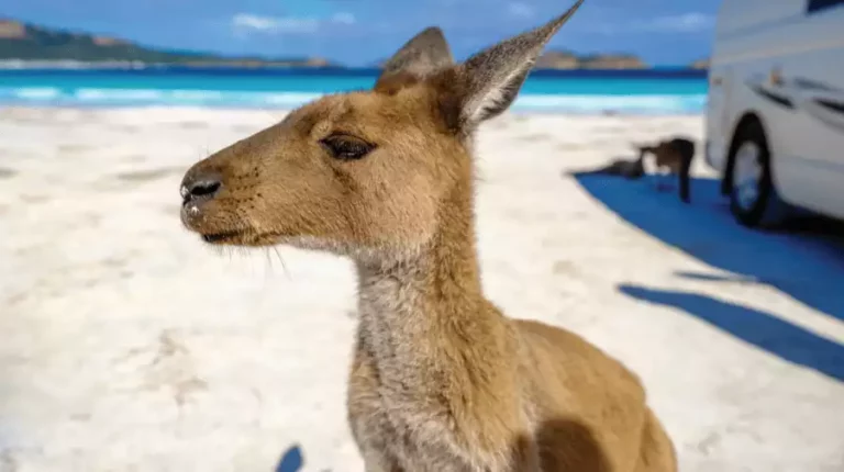 Pengalaman seru berinteraksi langsung dengan satwa liar di Australia Barat
