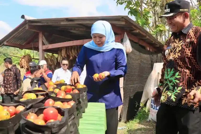 Harga Tomat Anjlok, Gubernur Khofifah Ajak Bupati dan Wali Kota Jatim Serap Panen Petani Gubernur Jawa Timur, Khofifah Indar Parawansa