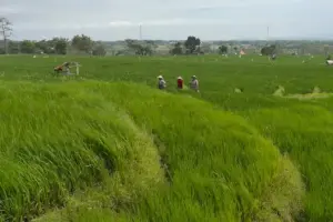 Seminar Benih Lokal di Mojokerto Perkuat Regulasi Pemerintah bagi Petani dan Penangkar Kawasan persawahan di Seloliman, Mojokerto