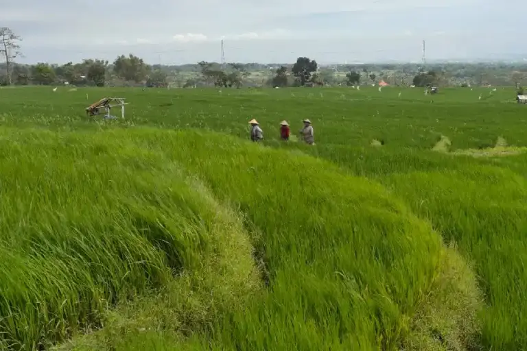 Seminar Benih Lokal di Mojokerto Perkuat Regulasi Pemerintah bagi Petani dan Penangkar Kawasan persawahan di Seloliman, Mojokerto