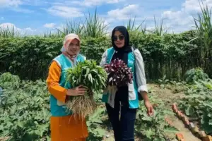 Dari Lahan Kosong Jadi Kebun TOGA, Kisah Murni di Duri Hidupkan Warisan Tanaman Obat Tradisional Murni (kiri), memamerkan hasil panen di kebun ketahanan pangan dan TOGA yang dikelola.