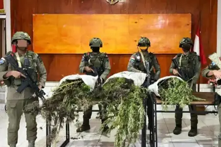 Patroli Gabungan di Pegunungan Bintang Ungkap Ladang Ganja, 226 Batang Diamankan Tim gabungan temukan 226 batang ganja di Pegunungan Bintang saat patroli taktis, dua orang diamankan untuk penyelidikan.