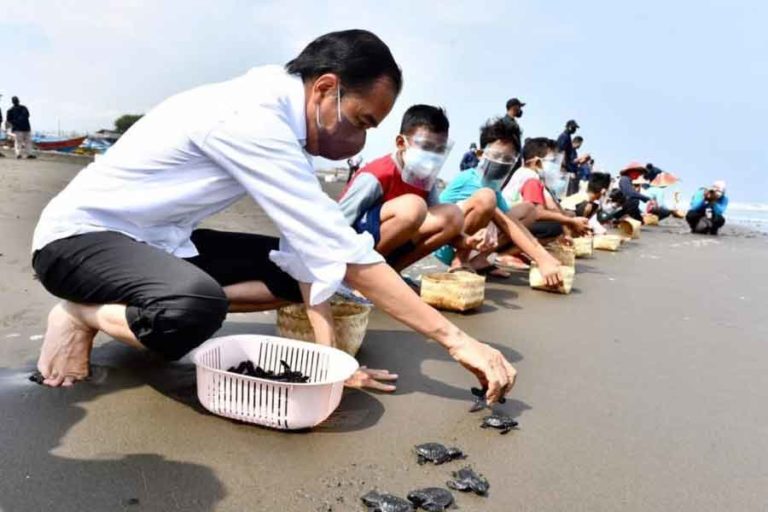 Presiden Lepas 1500 Tukik Penyu bersama Warga Pantai Kemiren