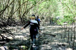 Kebut Restorasi Mangrove Jatim, Gubernur Khofifah Ingin Kawasan Mangrove Jadi Referensi Destinasi Edu Wisata