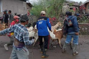 Tak Hanya Pelayanan Penyintas, Posko Perhatikan Hewan Ternak Terdampak Semeru