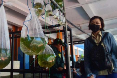 Ekspor Ikan Hias Indonesia Meningkat 16,2 Persen hingga Semester I 2023