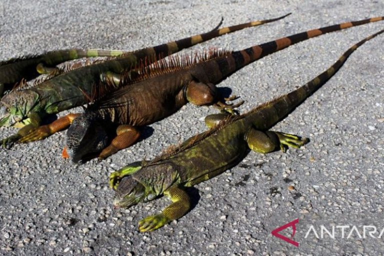 Tertidur Kaku Akibat Suhu Dingin, Iguana Di Florida AS Berjatuhan Dari Pohon