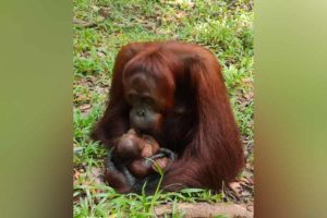 Bayi Orangutan ke-100 itu Lahir di SM Lamandau