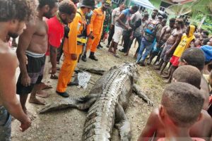 Sempat Dilaporkan Hilang, Potongan Tubuh Warga Ayuka Ditemukan dalam Perut Buaya