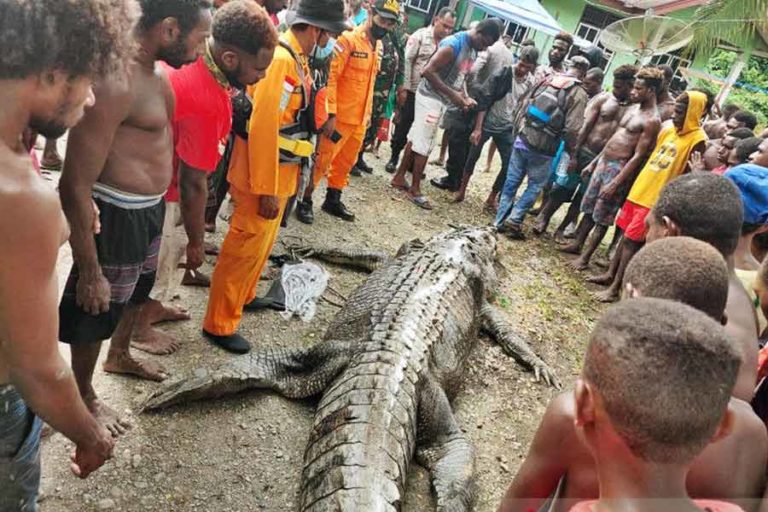 Sempat Dilaporkan Hilang, Potongan Tubuh Warga Ayuka Ditemukan dalam Perut Buaya