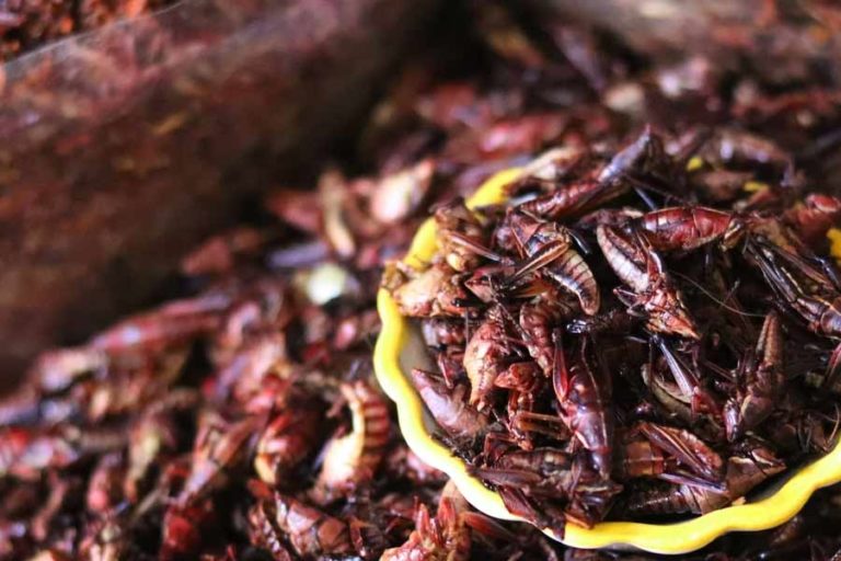 Konsumsi Serangga Sebagai Lauk? Ini Manfaatnya