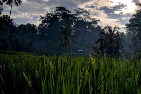 Langkah Pemerintah Cabut Izin Usaha Harus Diikuti Jaminan Reforma Agraria