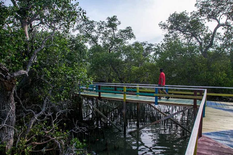 Menahan Laju Abrasi dari Taman Pendidikan Mangrove Labuhan