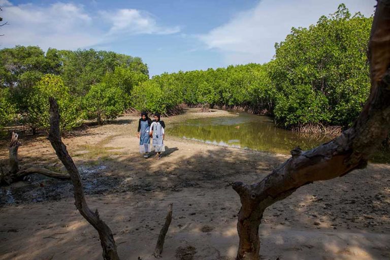 Menahan Laju Abrasi dari Taman Pendidikan Mangrove Labuhan