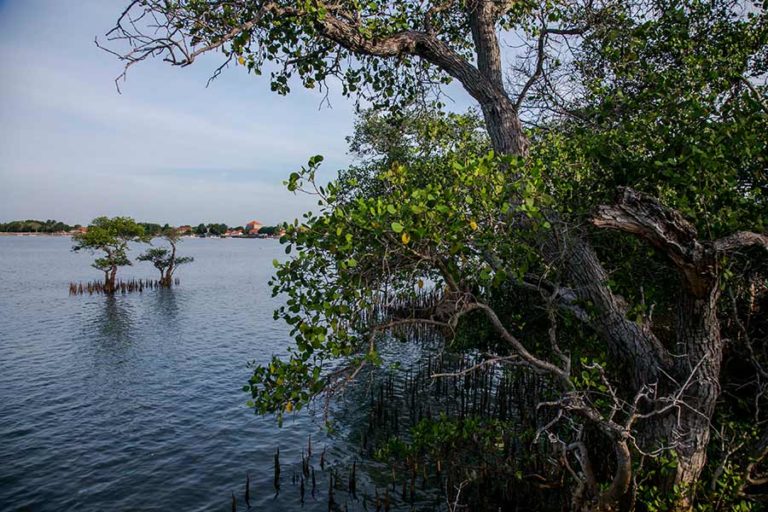 Menahan Laju Abrasi dari Taman Pendidikan Mangrove Labuhan