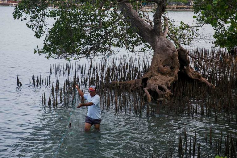 Menahan Laju Abrasi dari Taman Pendidikan Mangrove Labuhan