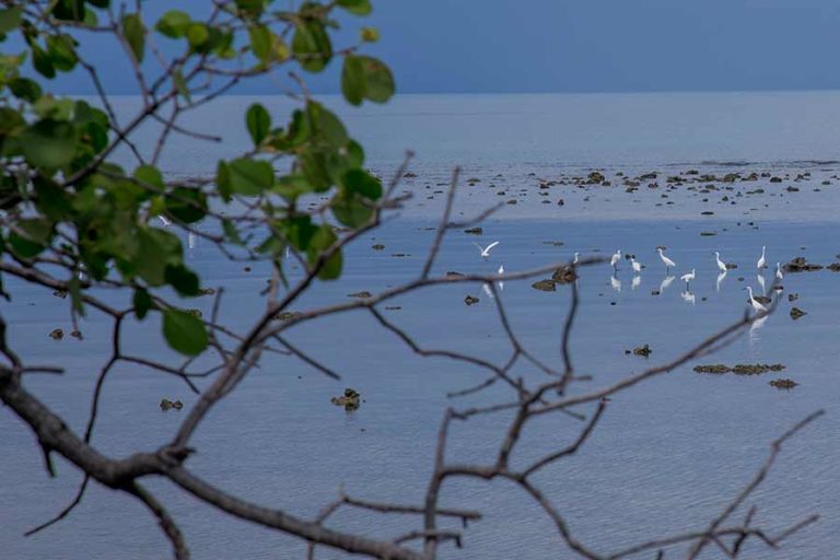 Menahan Laju Abrasi dari Taman Pendidikan Mangrove Labuhan