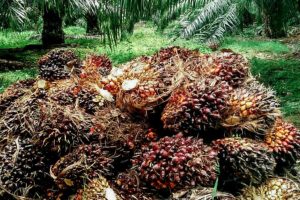 Penjualan CPO Terbatas, Harga Sawit di Mukomuko Turun Rp 270 per Kilogram sawit