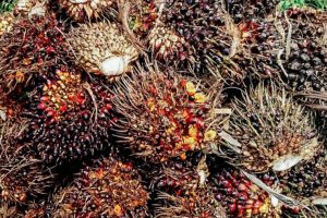Penghasil Sawit di Sulses, Dinas Pertanian Kabupaten Luwu Utara Memproduksi 336 Ribu Ton TBS per Tahun sawit