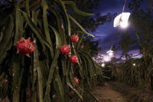 Memetik Sang Naga Banyuwangi di Sepanjang Tahun