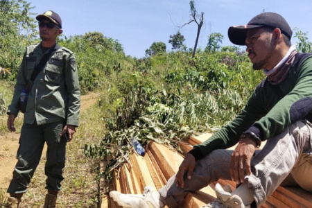 Kayu Hasil Penebangan Liar Dimusnahkan KPHP Bengkulu