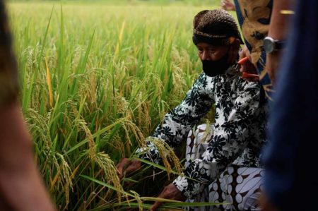 Pangkas Rantai Distribusi, Kemendagri Coba Model Bisnis Closed Loop untuk Petani Wiwitan, Cara Petani Cangkring Mengungkap Syukur dan Harapan