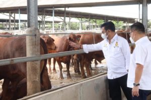 Jelang Idul Adha, Kementan Sediakan 42.269 Ton Daging Sapi dari Daerah Bebas PMK