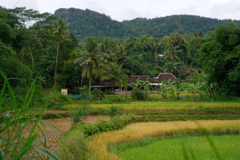 3 Wilayah di Kalimantan Selatan Sudah Bisa Produksi Padi 4 Kali Setahun