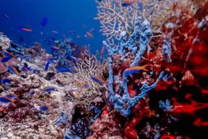 Lestarikan Biota Laut, KOMIU Sulawesi Tengah: Jangan Sampai Jadi Petaka Jika Ekosistem Rusak