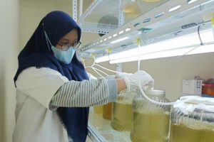 Perkuat Budidaya Perikanan, Unair Siap Produksi Massal Artemia dan Garam Bersamaan